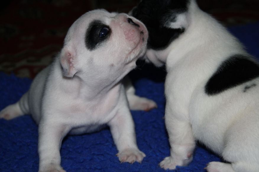 Ella delivers her first litter | Perreux French Bulldogs