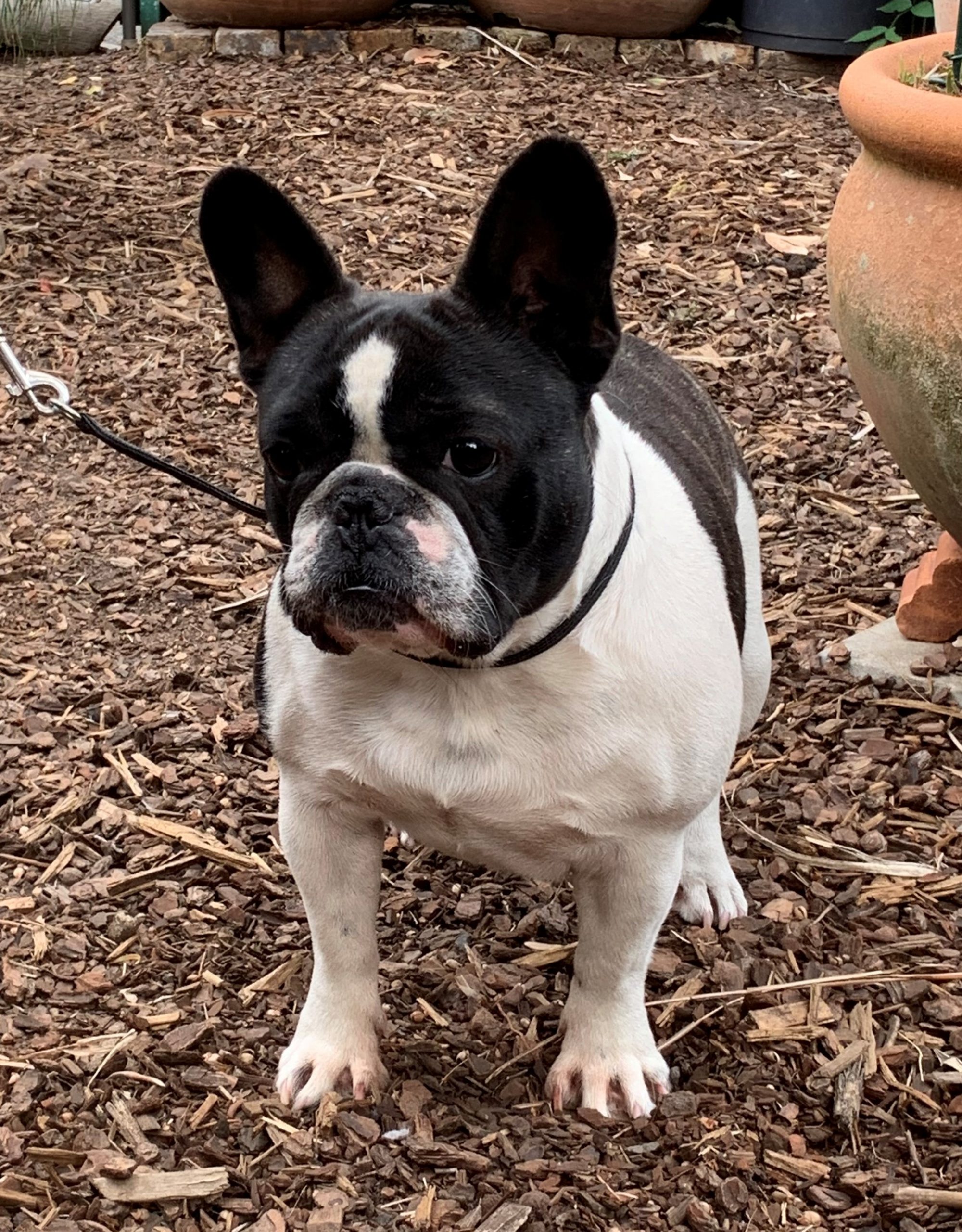 Piper | Perreux French Bulldogs & Pugs