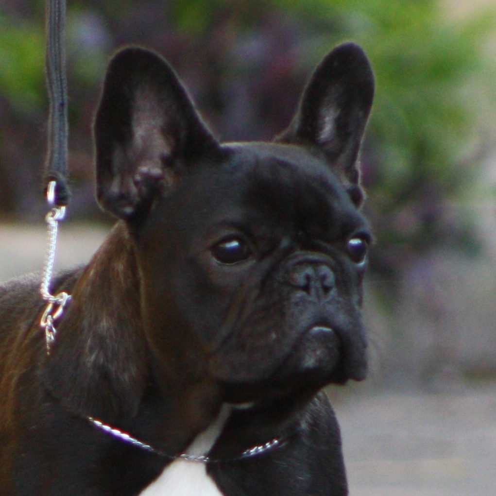 Our Frenchies | Dog Categories | Perreux French Bulldogs & Pugs